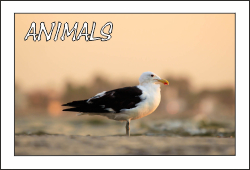 animals